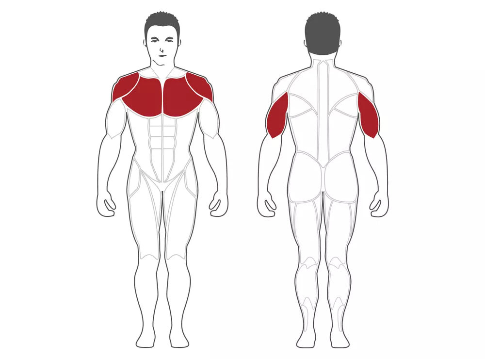 Músculos que se trabajan en la  Prensa de hombros vertical PSIP-BR Steelflex