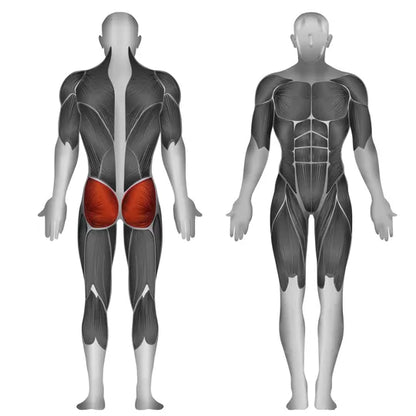 Musculos que se trabajan en Extensión de cadera de carga de placa PLHE-BR Steelflex