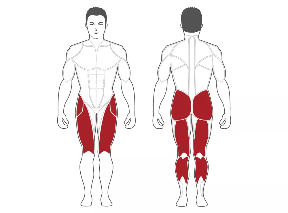 Músculos que se trabajan en la Prensa de piernas inclinada Plate Load Series PLDP-BR Steelflex