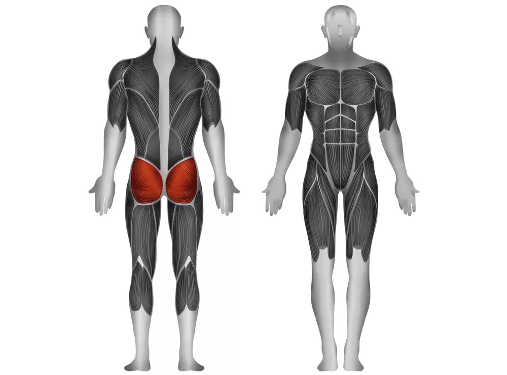 Músculos que se trabajan en el Levantamiento de cadera con carga de placas PLHT-BR Steelflex