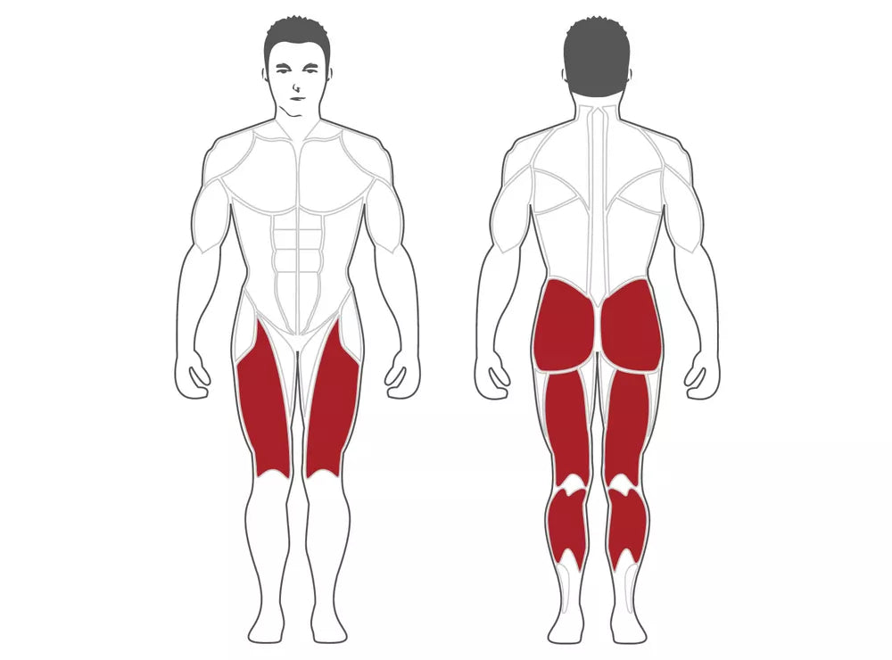 Músculos que se trabajan en la Prensa de piernas Plateload PLLP-BR Steelflex